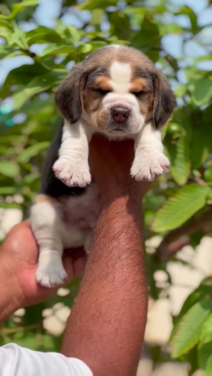 Beagle puppy for sale