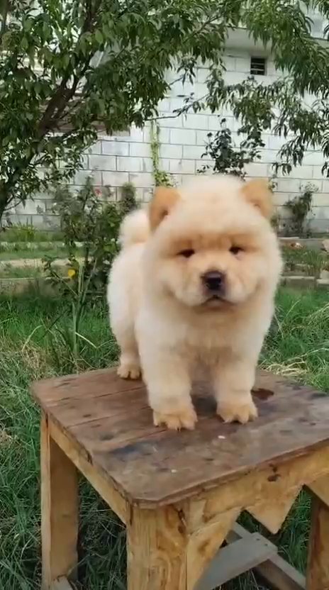 Chow Chow puppy for sale