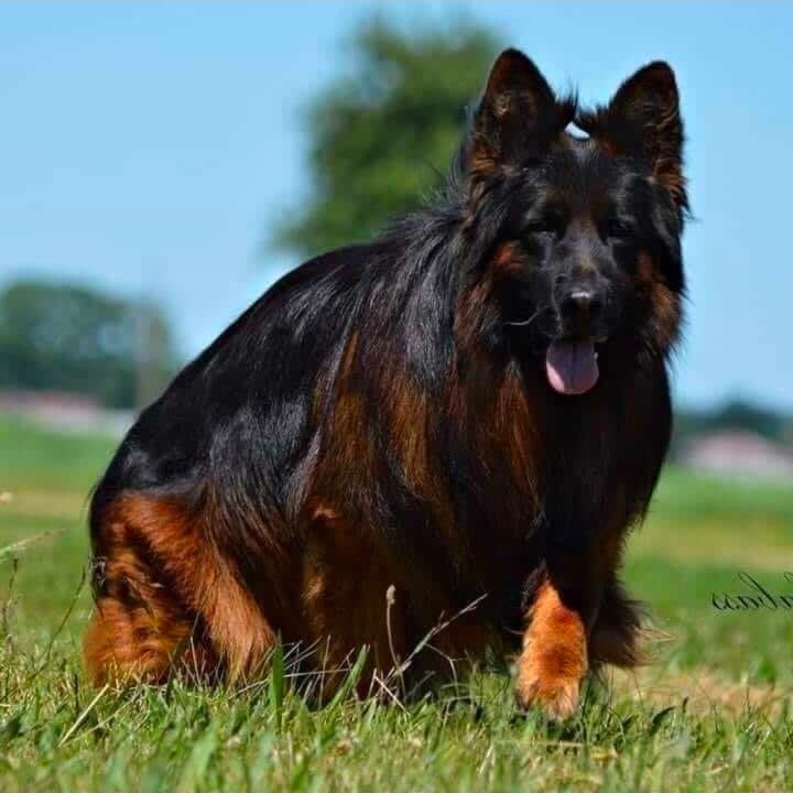 German Shepherd dog for sale