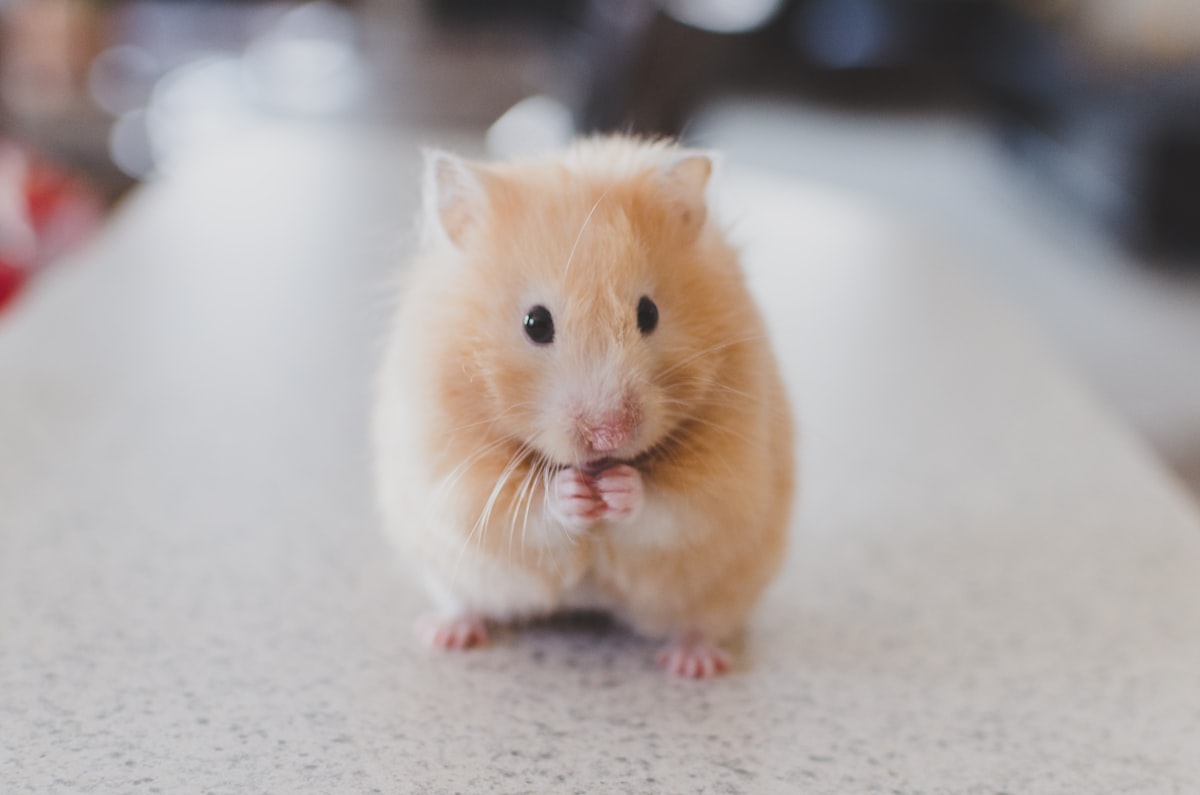 Hamster for sale