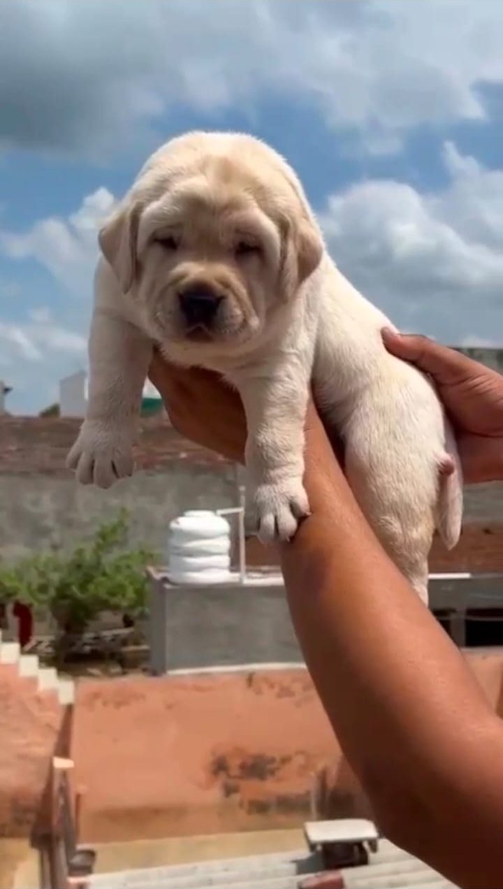 Labrador Retriever puppy for sale