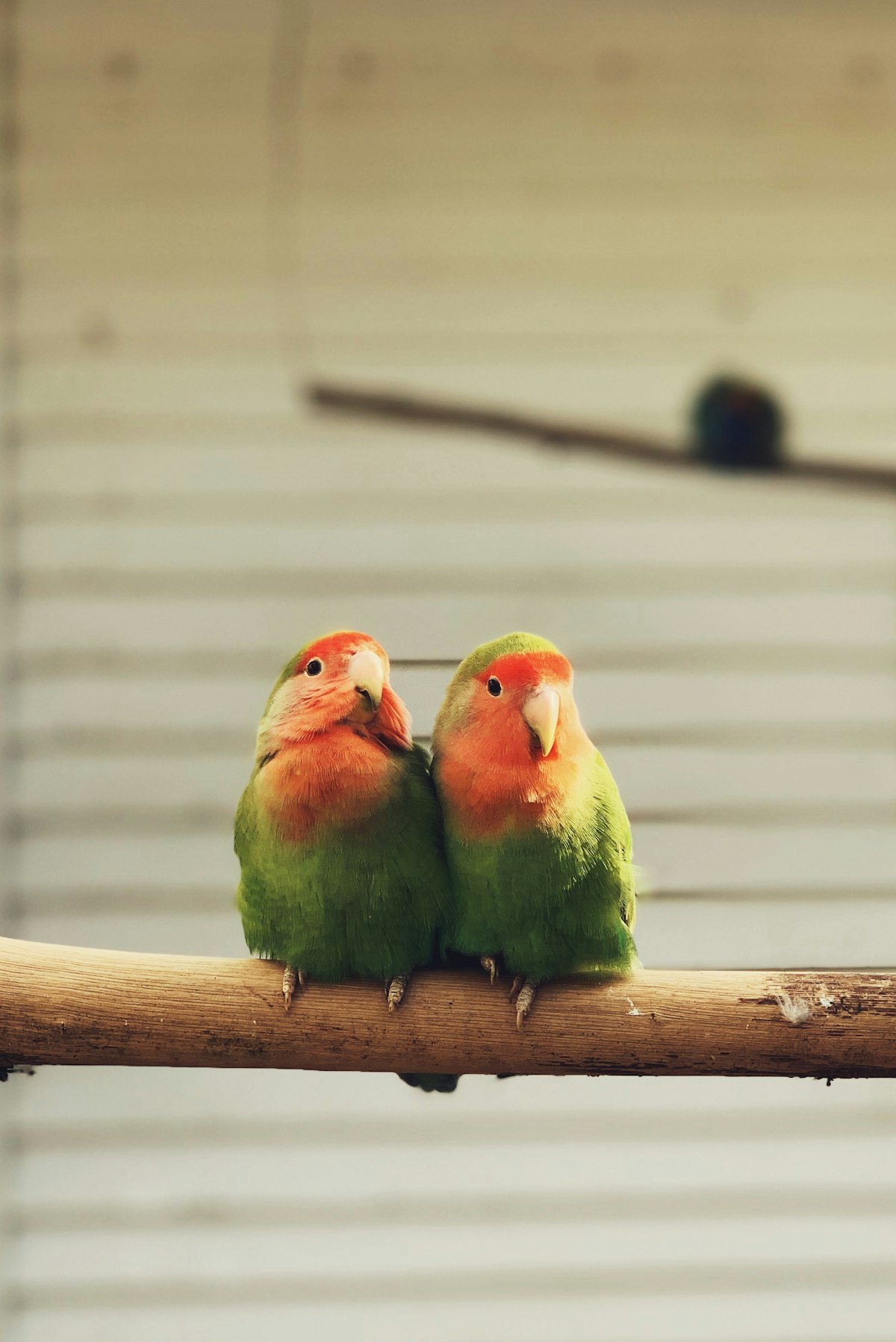 Pair of lovebirds for sale