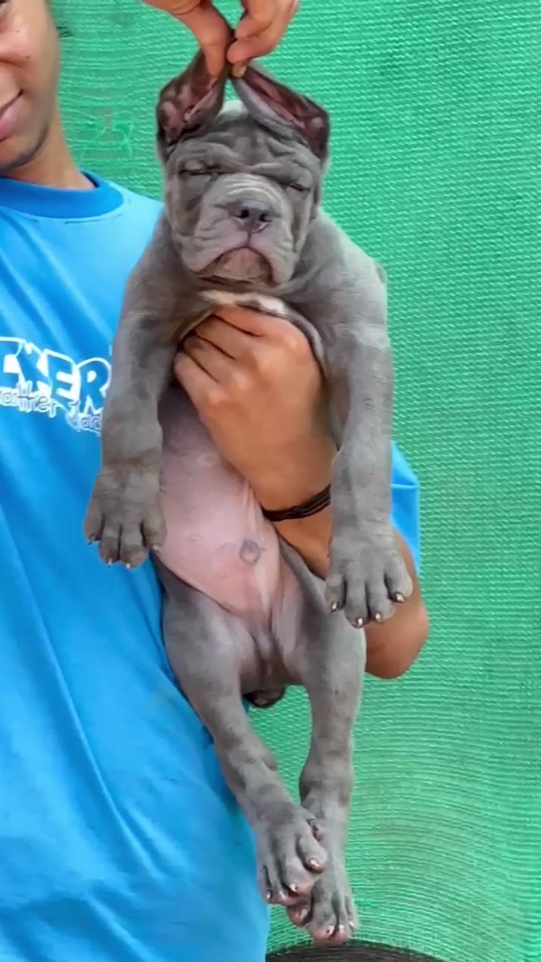 Blue Cane Corso puppy video