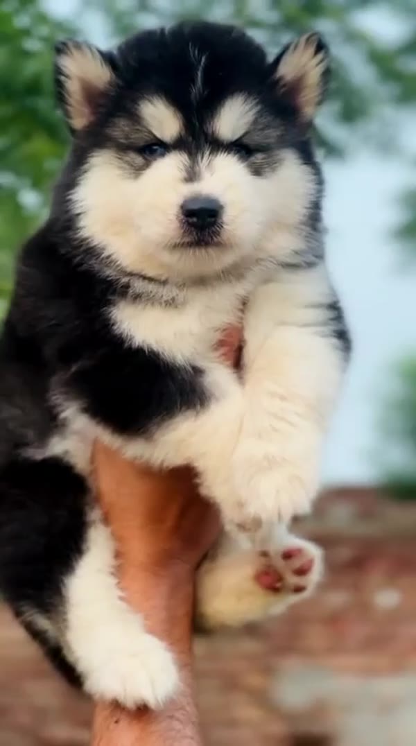 Husky puppy video
