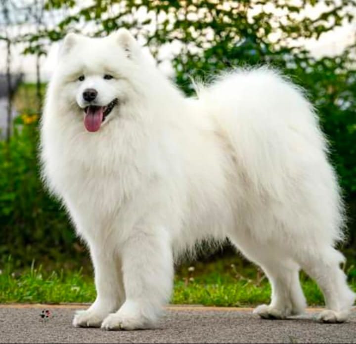 Samoyed dog for sale