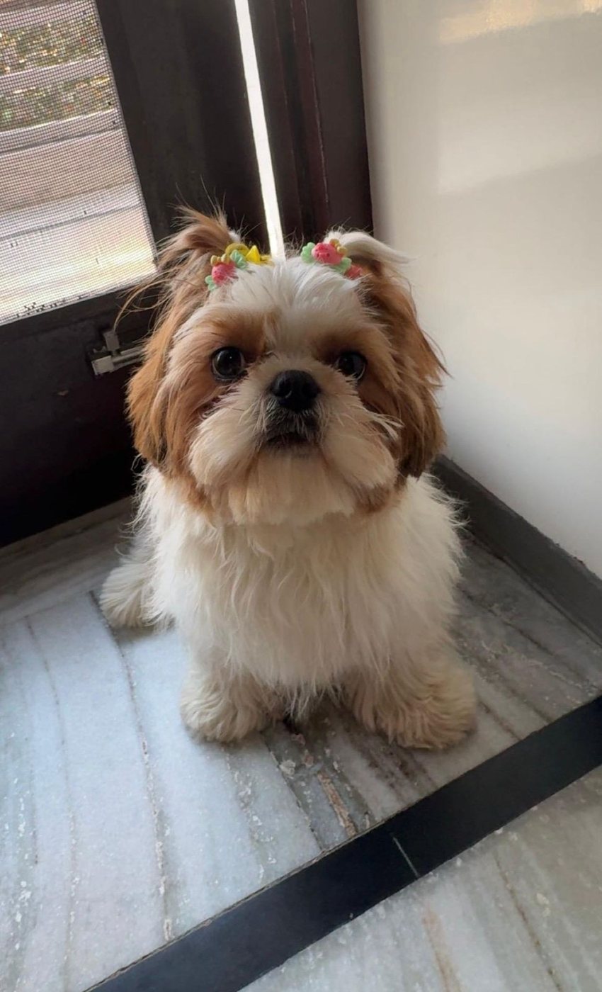 Shih Tzu puppy for sale